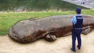 5 НОВЫХ ВИДОВ ЖИВОТНЫХ 5 НОВЫХ ВИДОВ ЖИВОТНЫХ