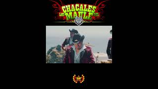 Los Chacales del Maule - Desdichada Carmela #shorts