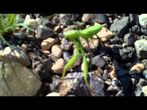 Praying Mantis "attack" my cam