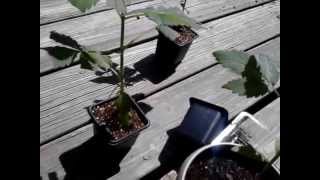 Transplanting & ranting