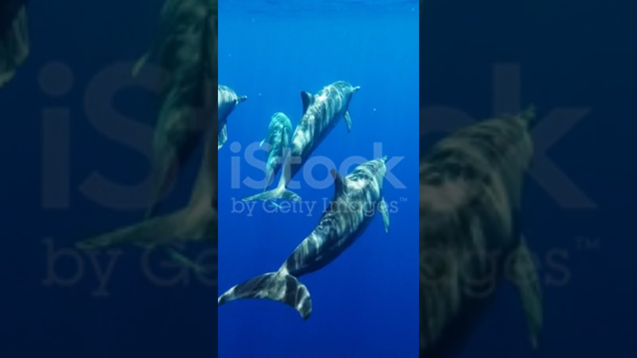 A nice flash of sea Animals.2024 By Ali