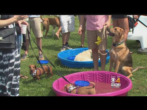 Video: Woofstock Festival For Dogs-The Biggest Outdoor Dog Party In North America