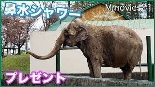 お客さんに鼻水噴射！ゾウのナナ　Indian elephant