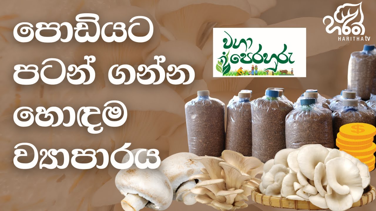 වාණිජ බිම්මල් වගාව | වගා පෙරහුරු | Waga Perahuru - Mushrooms |  Season 04 | EP - 04