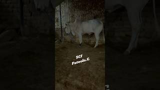 #taxilamandi #bhatachokmandi #fatehjangbulls #bull #domailbulls #domailmandiupdate #qurbani26