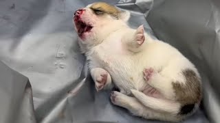He was callously thrown down, bleeding from his mouth and nose, trembling and howling in pain. by pawsflare 270,829 views 3 days ago 10 minutes, 37 seconds