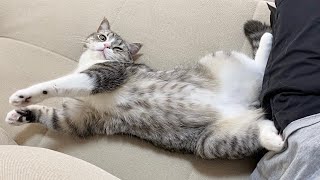 横でわざとらしくヘソ天してもふれアピールしてくる猫がこちらです笑