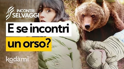 Cosa devi fare se incontri un orso nel bosco?