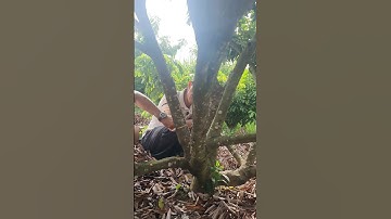 Kỹ thuật khoanh gốc tạo hoa cho cây vải thiều #tonyhoireview #kỹthuậtnôngnghiệp #vai #vaithieu