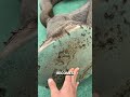 Why Elephants Need Daily Foot Care