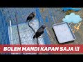 Bolehkah Burung Jalak Di Mandikan Saat Hujan dan Mabung?