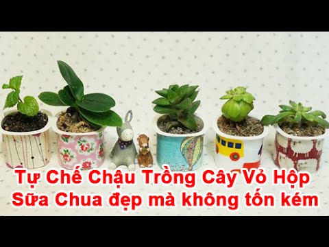 Video Tự Chế Chậu Trồng Cây Vỏ Hộp Sữa Chua đẹp mà không tốn... - youtube