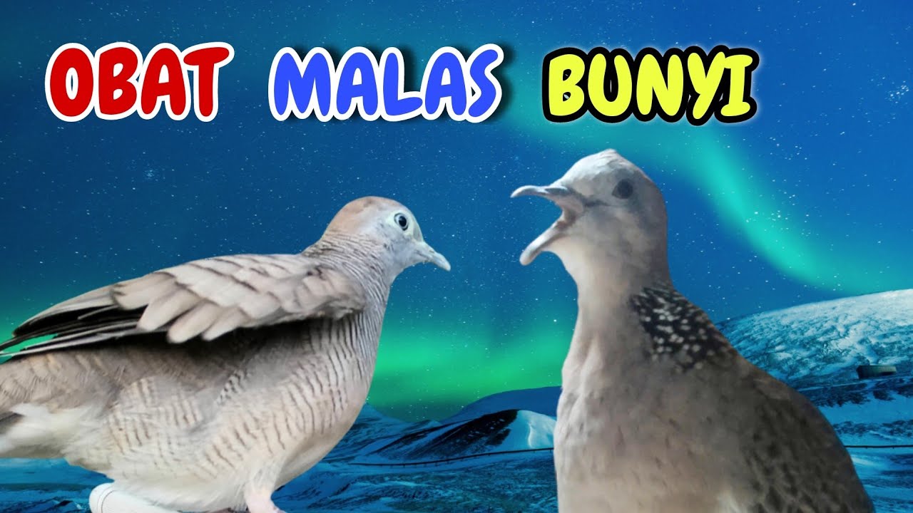 Perkutut Lokal Gacor Suara Kemriuk Vs Tekukur Gayer Istimewa