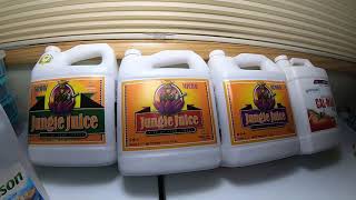 autoflowering with Jungle Juice Nutrients