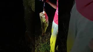 Biggest Bass Challenge #bigfish#fatherandsonfishing#fishinglegends