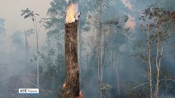 Deforestation in Brazilian Amazon surges to 12-year high