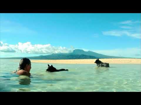 ⁣Sailing Schipperkes on a mini sand spit in the Solomons
