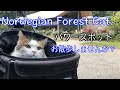 Norwegian Forest Cat とパワースポットへお散歩するとこんな感じ