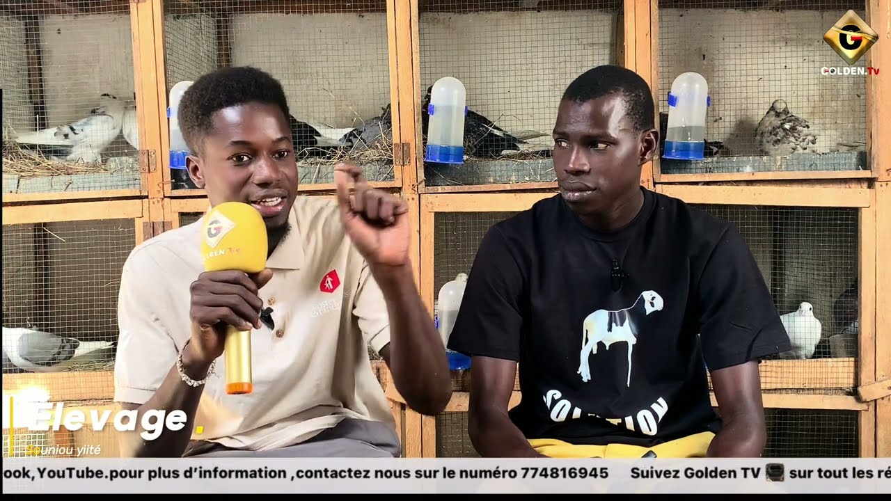 Élevage sounu yiité chez Faly sarr