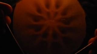 10 magnets in a circle candle lit ferrophoto