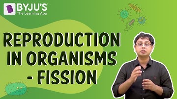 Reproduction in Organisms - Fission I Class 7 I Learn With BYJU