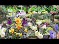 Our march garden tour of joyful spring flowers  colourful bulb container display in a small space