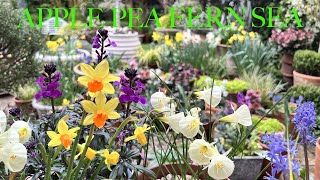 Our March Garden Tour of Joyful Spring Flowers & Colourful Bulb Container Display in a Small Space