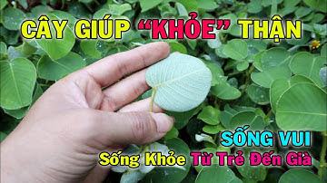 Kim tiền thảo giúp tống sạch Sỏi Thận, biết dùng yên tâm Sống Khỏe đến già | THAODUOC.NET