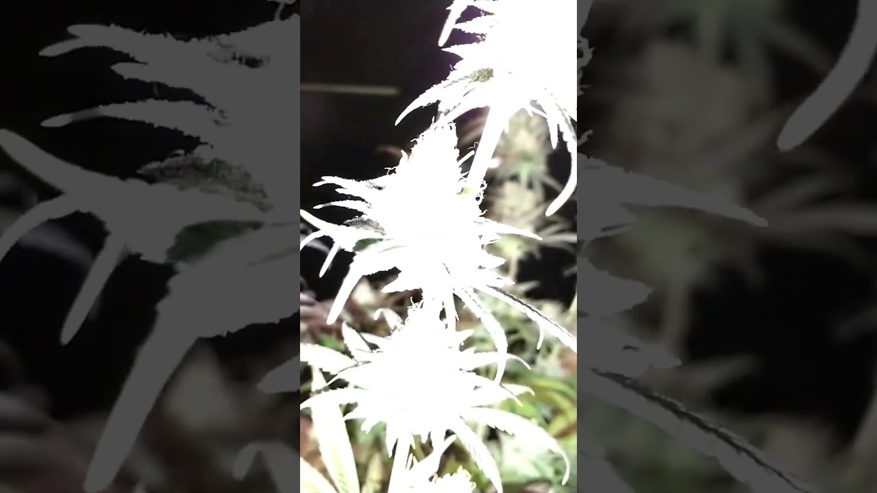 strawberry cough photoperiod