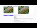 Project Video plant disease