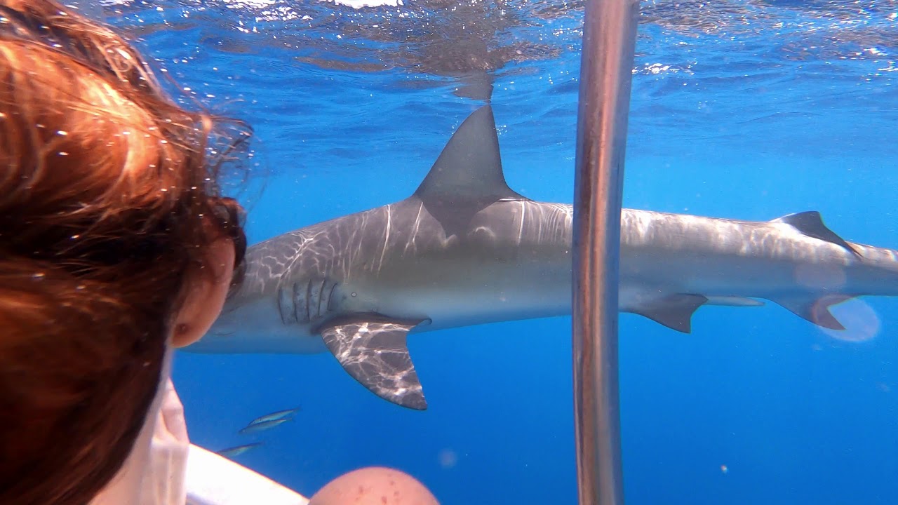Shark Diving in Honolulu Hawaii YouTube
