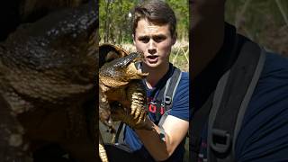Monster snapping turtle!