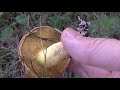 אורנייה מצויה - פטריות אכילות... Suillus granulatus | Edible Mushrooms in Israel - Weeping Bolete