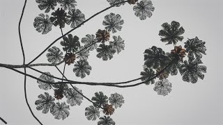 jo Seung Woo    as Flowers Bloom And Fall Koreng Sub
