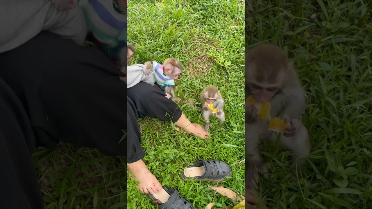 Subi and his friends fight the big monkey;😂😂