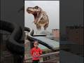 Big Anaconda vs dinosaur T-Rex fight scene#dinosaur#anaconda#jurassicworld#shorts#youtubeshorts