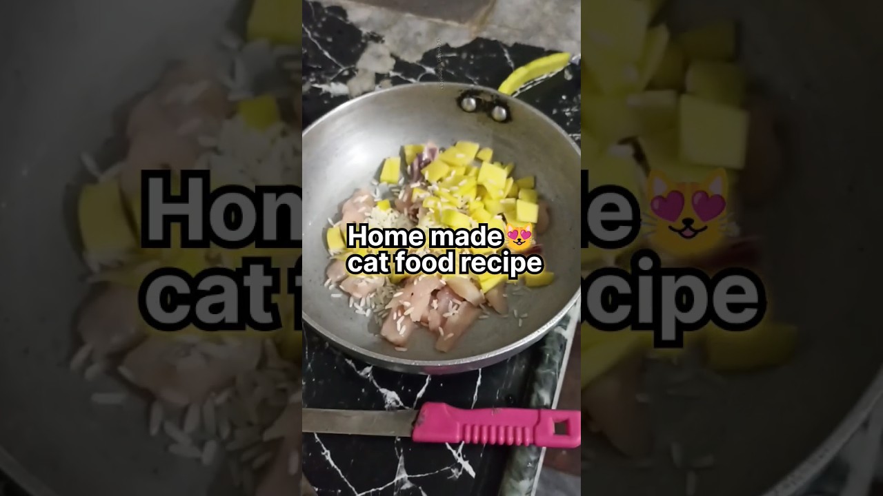 Cat homemade food😻🥘cat food recipes 