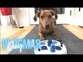 Mojo finishes her dog puzzle in less than 2 minutes  diana kitsune