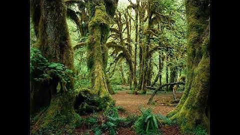 سورة ٱل عمران بصوت القارئ إبراهيم الجرمي