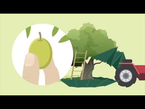 Salov - Olive Oil  Production Process
