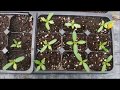 how to grow marigolds from seed, how to sow marigold seeds, how to plant marigold seeds