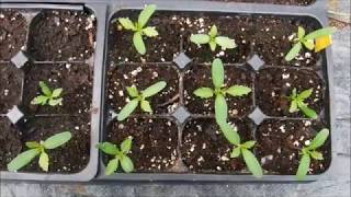 how to grow marigolds from seed, how to sow marigold seeds, how to plant marigold seeds