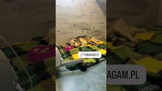 Jego stan się pogorszył 😭 #rescuedog #dioz #shorts #help