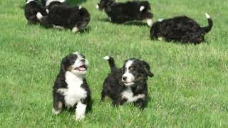 Ruby Hostetler's Mini Bernedoodle Puppies