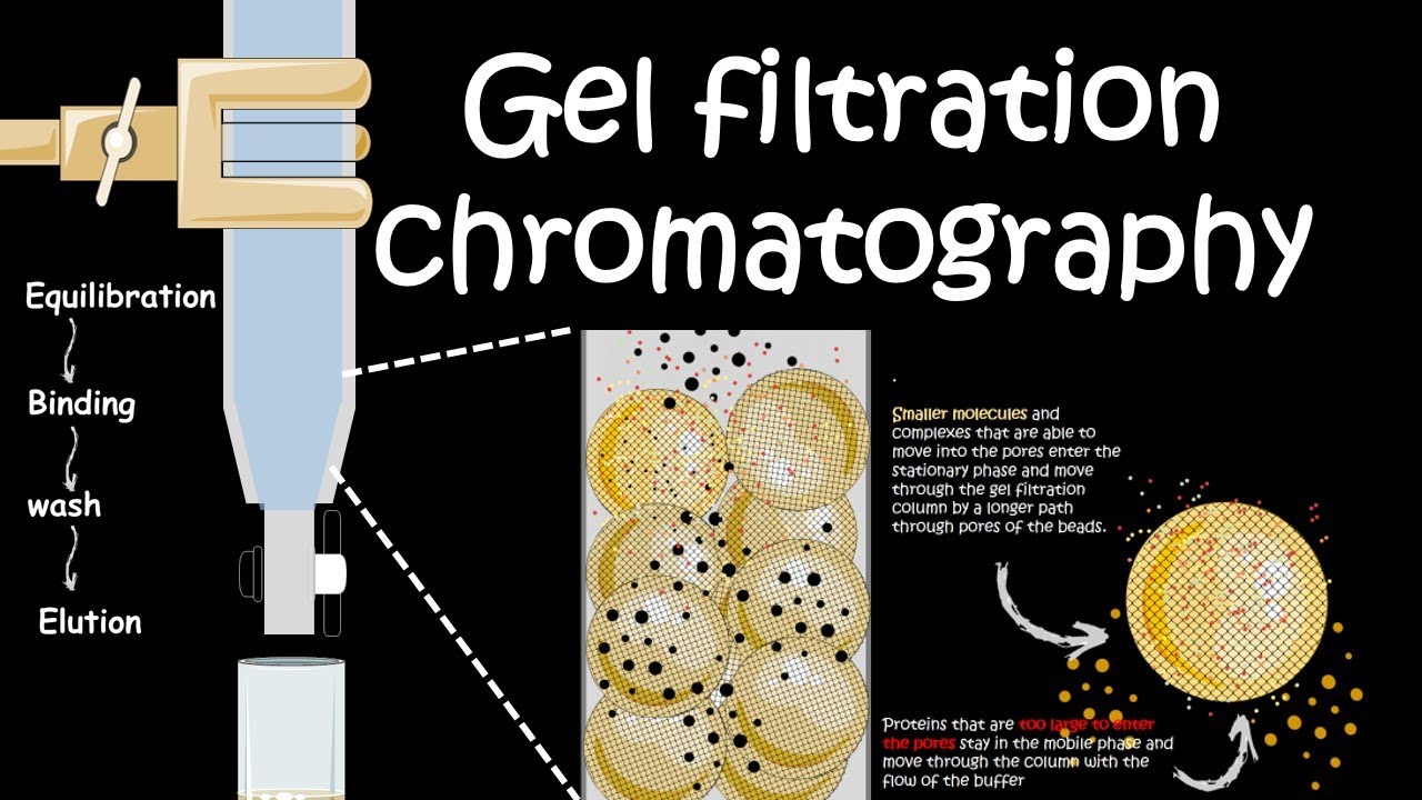gel filtration chromatography (Size exclusion chromatography) CSIR GATB2020 IIT JAM GATE