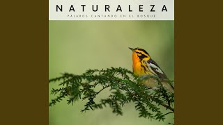 Canción Del Pájaro Carbonero