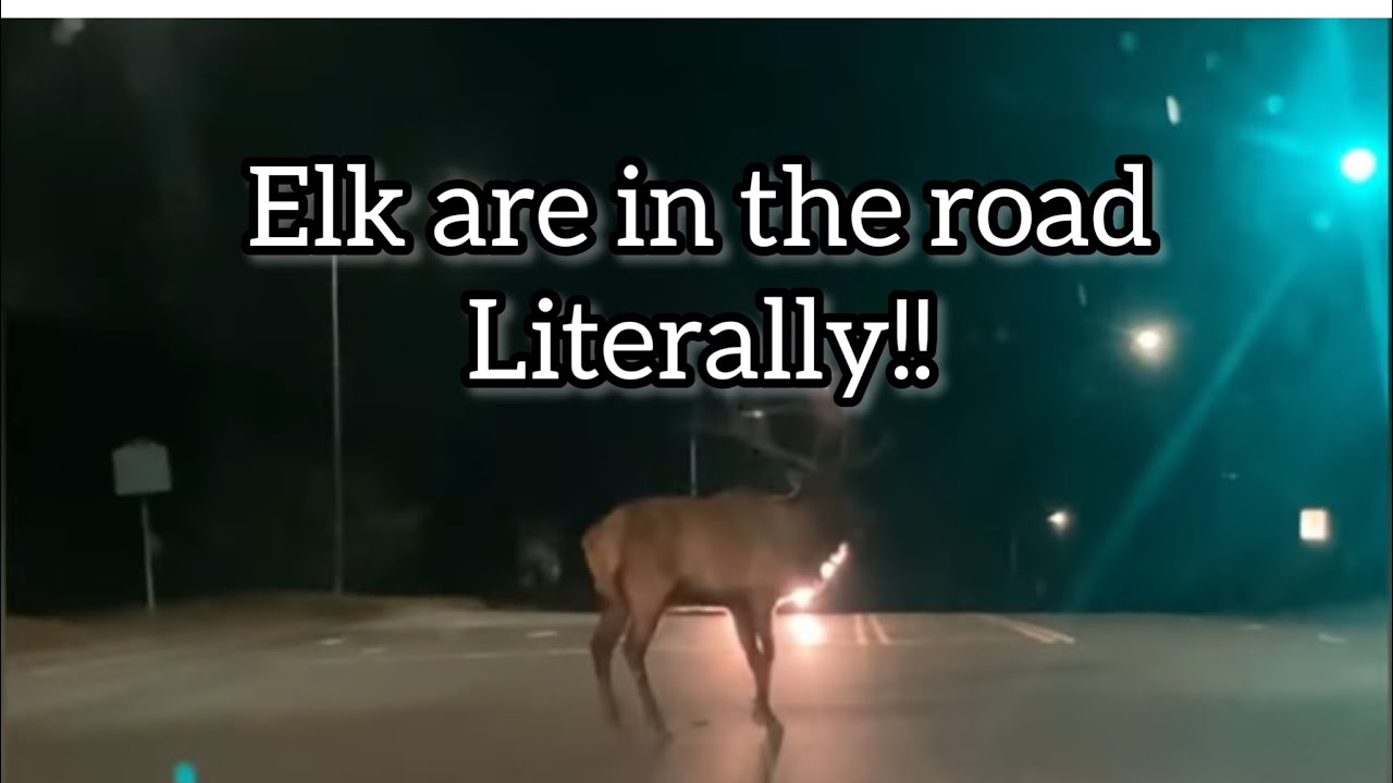 Tour of Cherokee NC, Oconaluftee island park, elk sighting, Cherokee