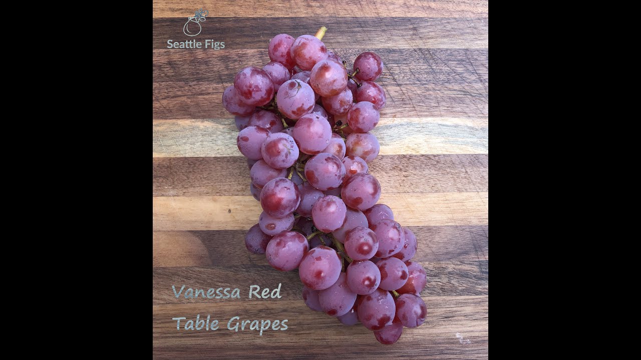 Vanessa Red Table Grapes Seattle
