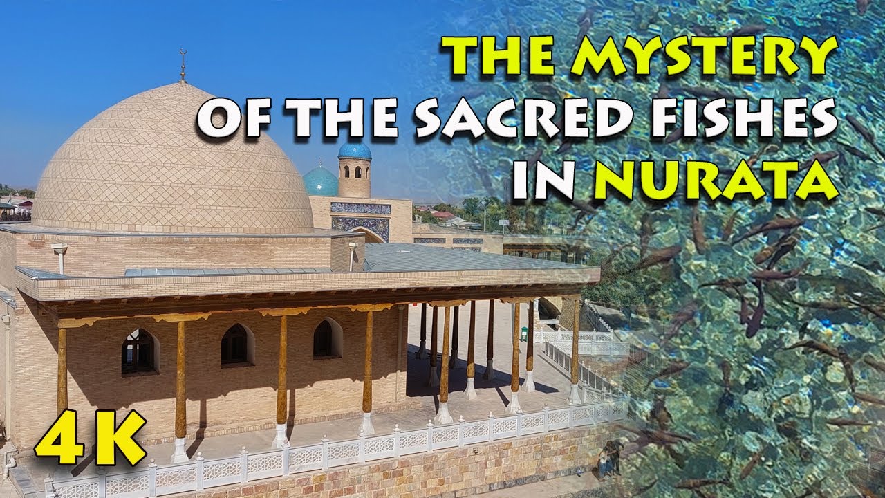 The mystery of the sacred fishes of the Chashma complex in Nurata ǀ 4K