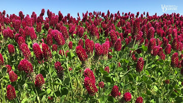 Crimson Clover as a Cover Crop